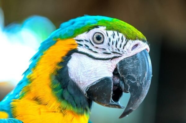 BRA PARROT ASKING QUESTIONS!