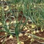 To Drastically Reduce Onion Importation in 2 Years…  Agric. Minister Examines Pee Cee & Sons Onion Cultivation Site in Port Loko District