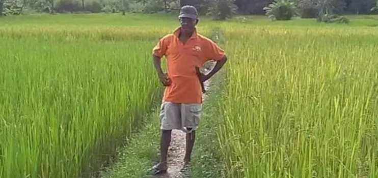 SLARI swamp rice in Karene & PortLoko