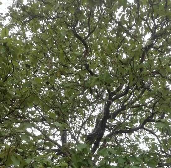 Trees and forests must not be cut down like before again…it can save us from the hot burning sun
