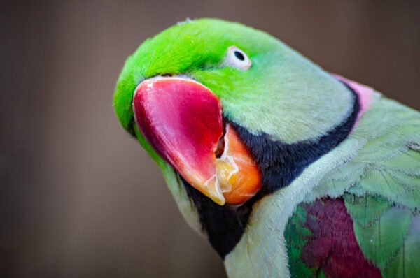Bra Parrot should be given accolade!