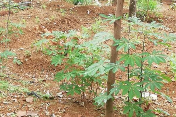 Crops & Plants are at risk, a gardner explains why