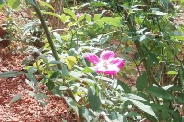 Freetown Creole-Colony: Flowers were a Luxury!