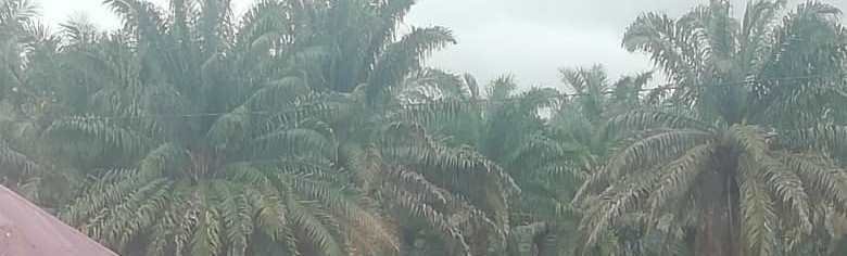 Salone legacies, Palm trees in Waterloo. Photo taken June 11, 2025