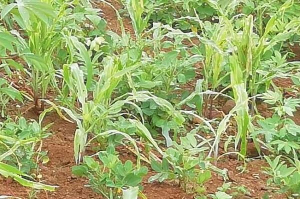 Farmers say “brown insects” destroy corns