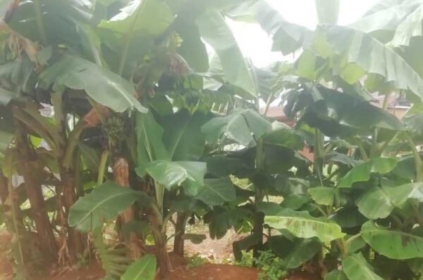 ‘Theives’ are Pests to Fruits