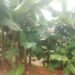 ‘Theives’ are Pests to Fruits