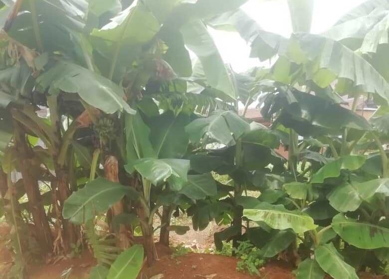 ‘Theives’ are Pests to Fruits