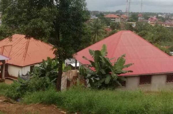 Kush addicts use market as home