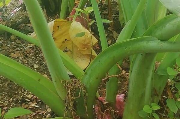 Cocoa farming is ignored in villages
