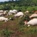 Mamaka Farmers Decry Destruction of Farmlands