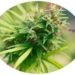 Over possession of cannabis sativa,  Police cyber analyst tenders exhibits