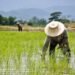 A poor rice grower is sad…