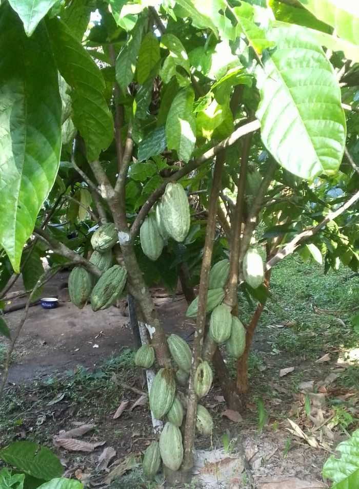 A cacao farm in Tonkolili
