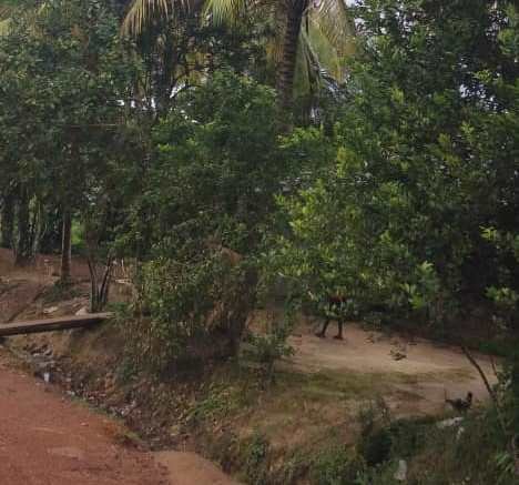 A compound at Masingbi town, Tonkolili district; fruits don’t bear plenty due to climate change and other factors