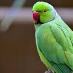 Bra Parrot is very patriotic!